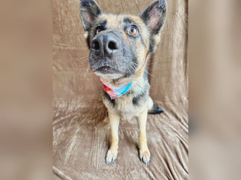 Aria - Bezaubernde Hundedame sucht liebevolles Zuhause!