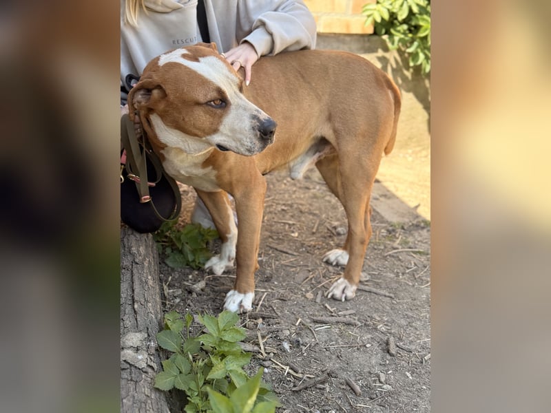 Latte - Großer Hundemann mit großem Herzen!