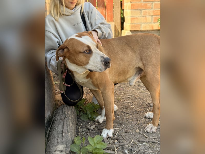Latte - Großer Hundemann mit großem Herzen!