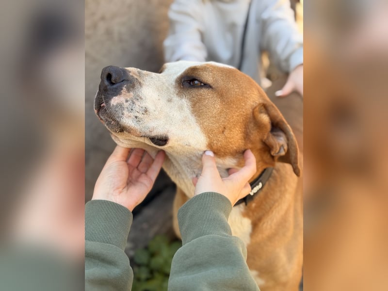 Latte - Großer Hundemann mit großem Herzen!