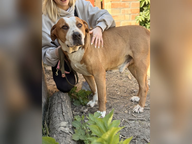 Latte - Großer Hundemann mit großem Herzen!