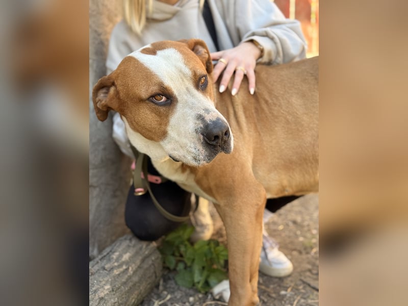 Latte - Großer Hundemann mit großem Herzen!