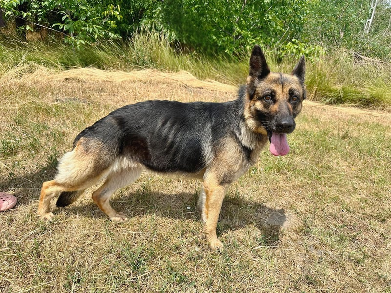 Aria - Bezaubernde Hundedame sucht liebevolles Zuhause!