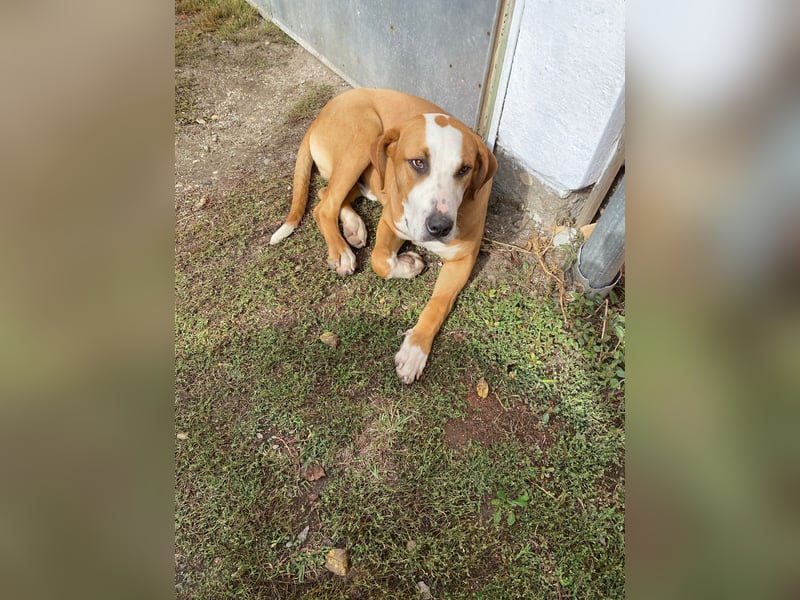 Latte - Großer Hundemann mit großem Herzen!