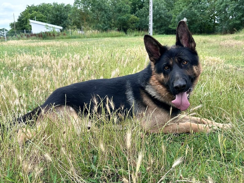 Dex - Lebensfroher Schäferhund sucht aktive Menschen