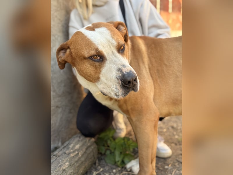 Latte - Großer Hundemann mit großem Herzen!