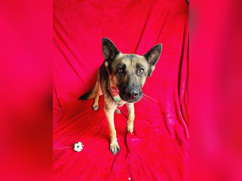 Aria - Bezaubernde Hundedame sucht liebevolles Zuhause!