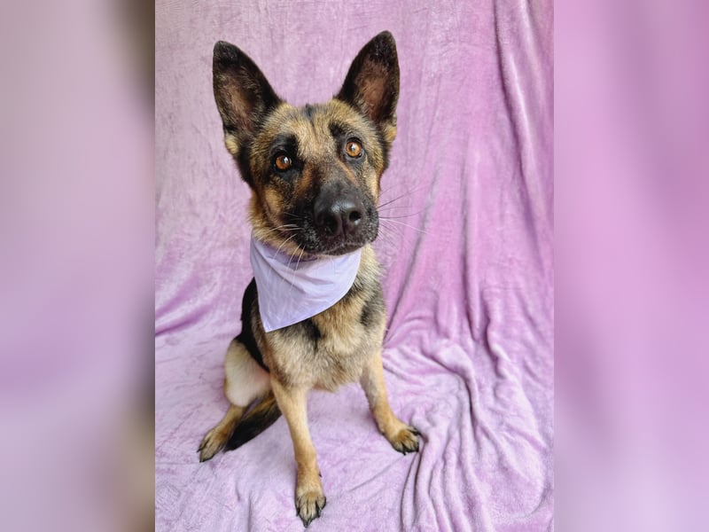 Aria - Bezaubernde Hundedame sucht liebevolles Zuhause!