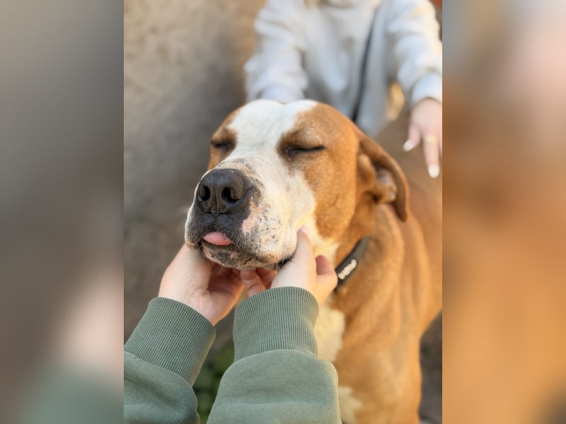 Latte - Großer Hundemann mit großem Herzen!