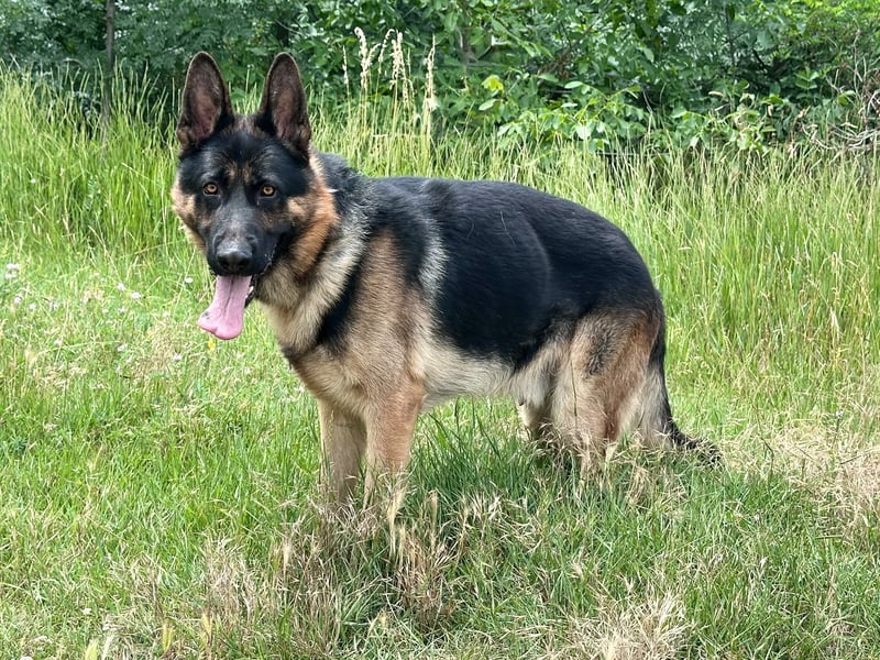 Dex - Lebensfroher Schäferhund sucht aktive Menschen