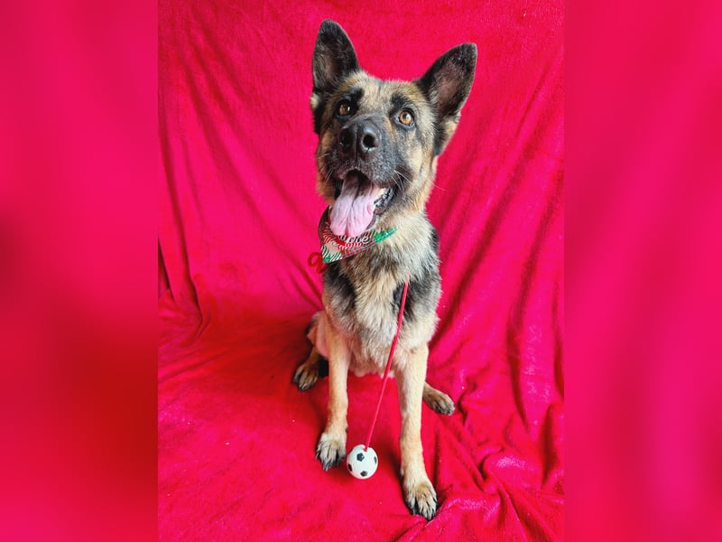 Aria - Bezaubernde Hundedame sucht liebevolles Zuhause!