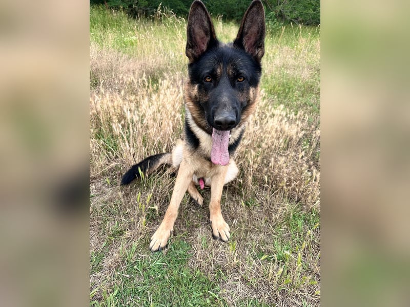Dex - Lebensfroher Schäferhund sucht aktive Menschen