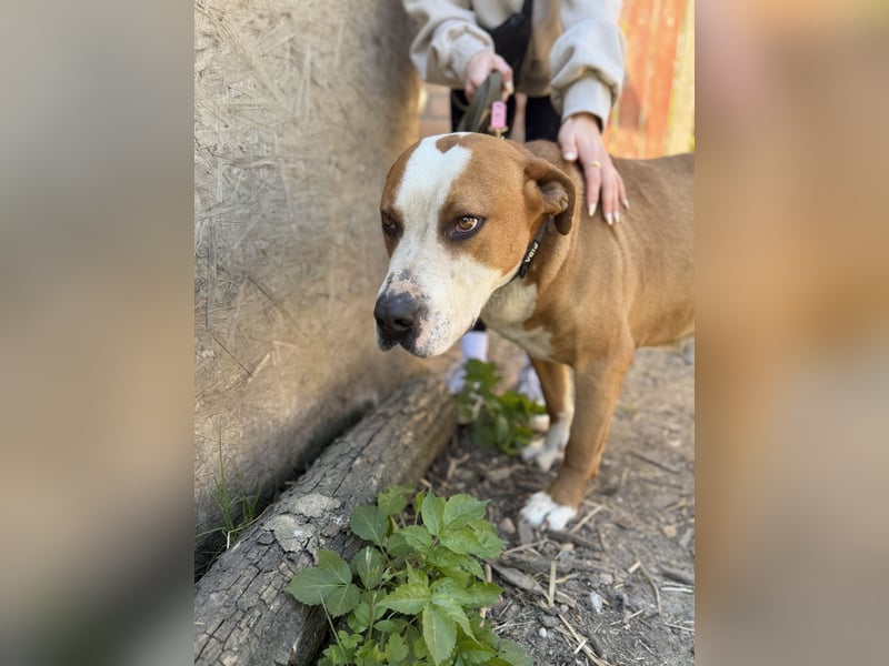 Latte - Großer Hundemann mit großem Herzen!