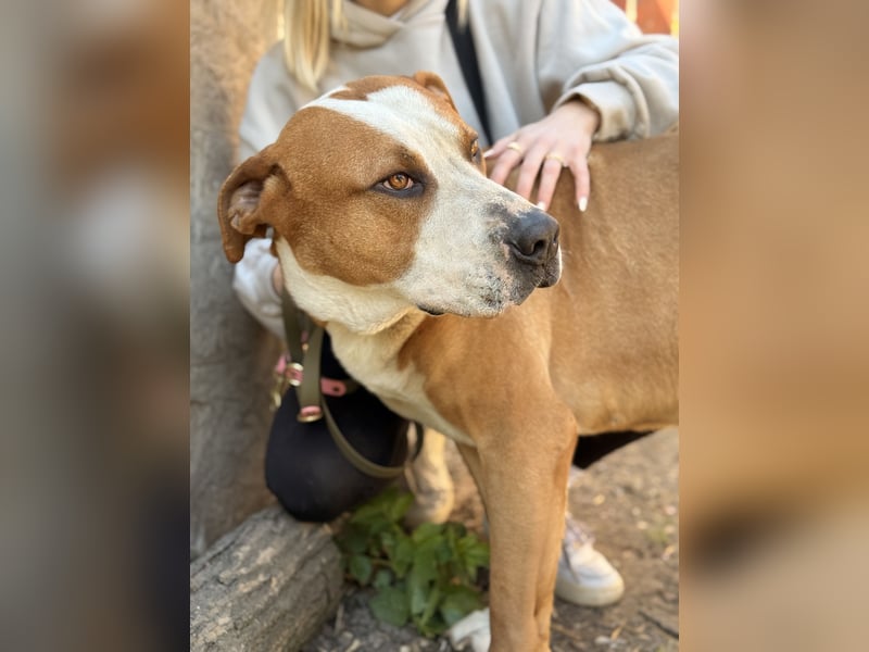 Latte - Großer Hundemann mit großem Herzen!