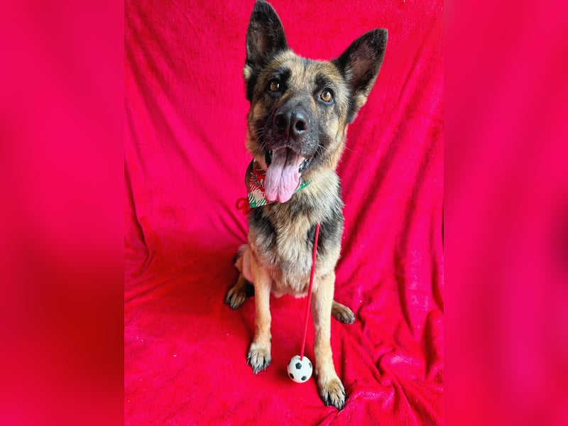 Aria - Bezaubernde Hundedame sucht liebevolles Zuhause!