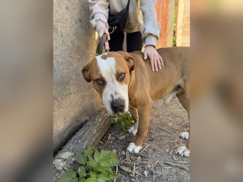 Latte - Großer Hundemann mit großem Herzen!