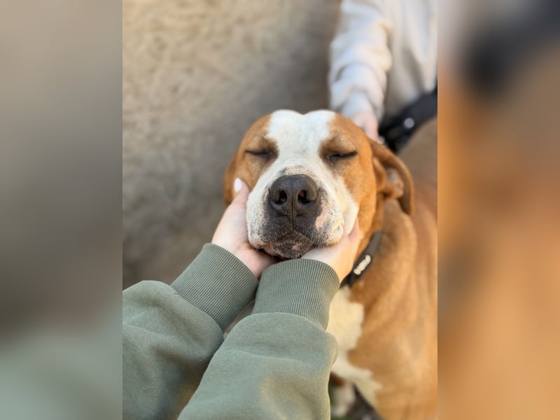 Latte - Großer Hundemann mit großem Herzen!