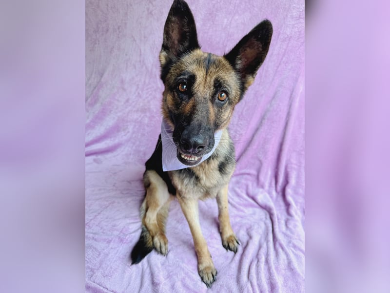 Aria - Bezaubernde Hundedame sucht liebevolles Zuhause!