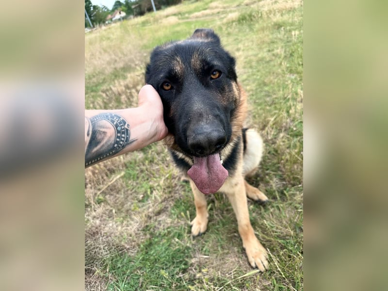 Dex - Lebensfroher Schäferhund sucht aktive Menschen