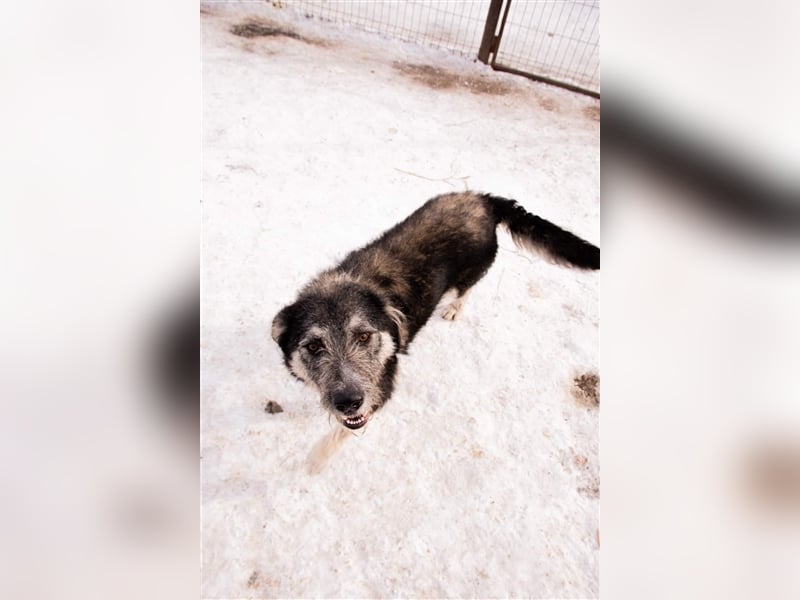 Holly sucht ein Zuhause