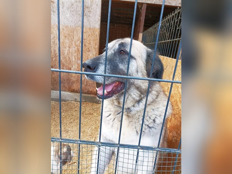 Kajsa - hat sich schon mal hübsch gemacht