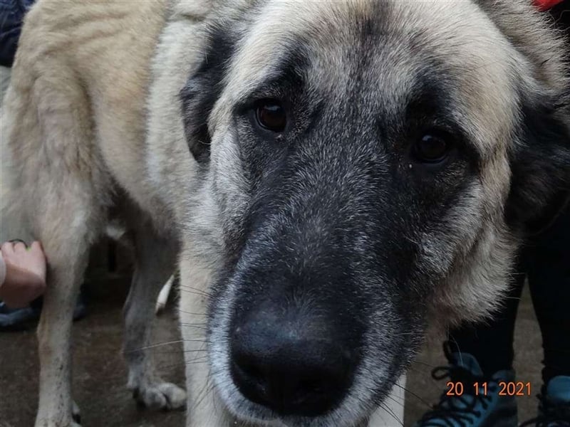 Kajsa - hat sich schon mal hübsch gemacht