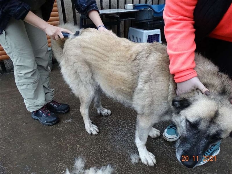 Kajsa - hat sich schon mal hübsch gemacht