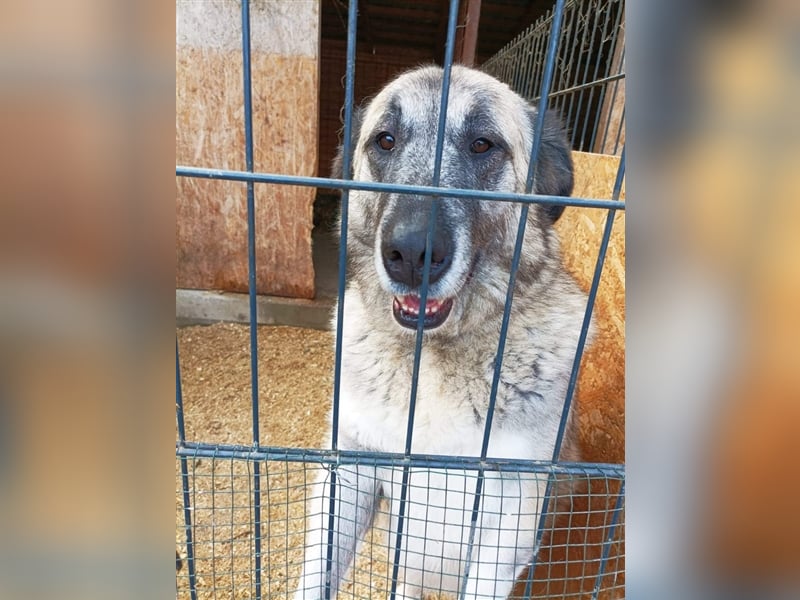 Kajsa - hat sich schon mal hübsch gemacht