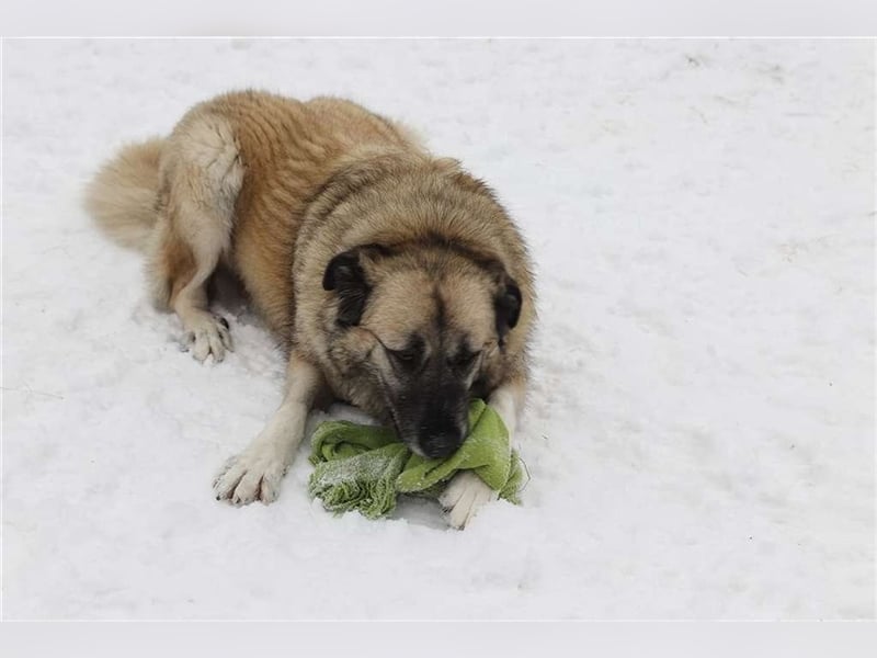 Kajsa - hat sich schon mal hübsch gemacht