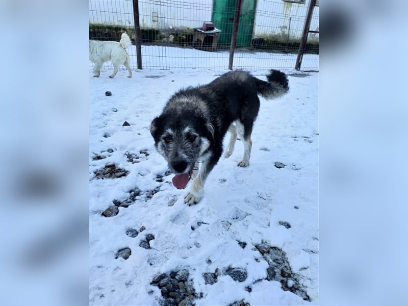 Holly sucht ein Zuhause