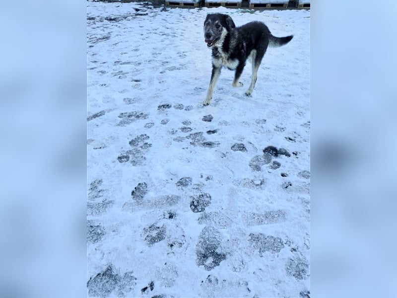 Holly sucht ein Zuhause