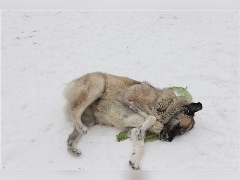 Kajsa - hat sich schon mal hübsch gemacht