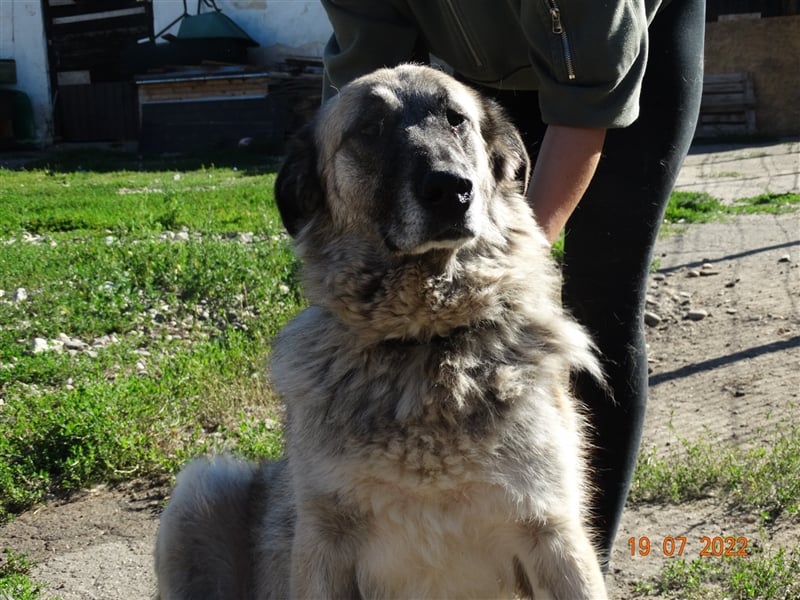 Kajsa - hat sich schon mal hübsch gemacht