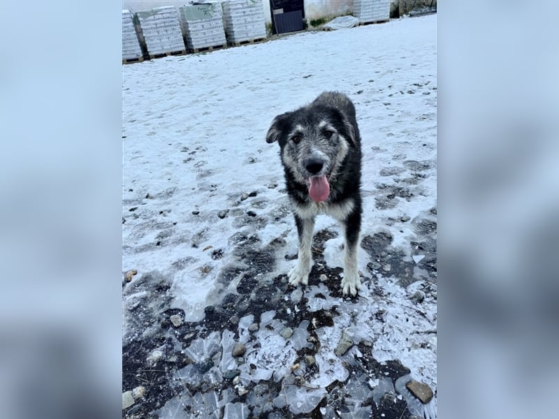 Holly sucht ein Zuhause