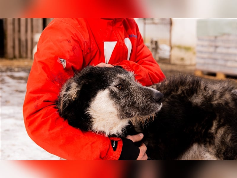 Holly sucht ein Zuhause