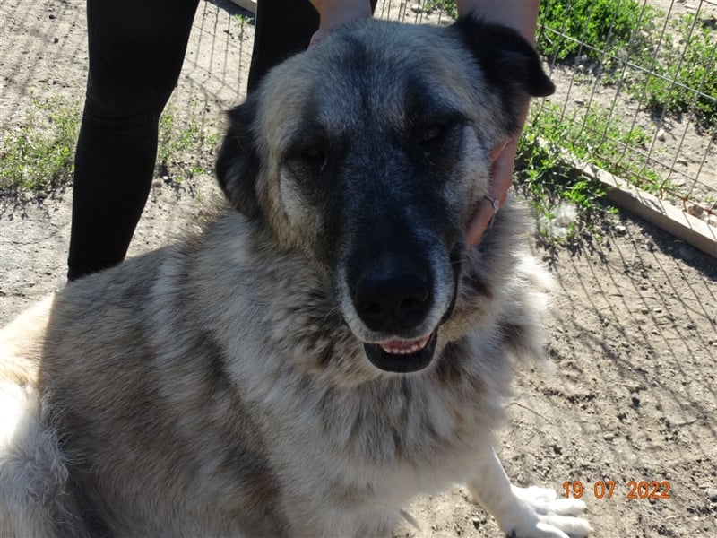 Kajsa - hat sich schon mal hübsch gemacht