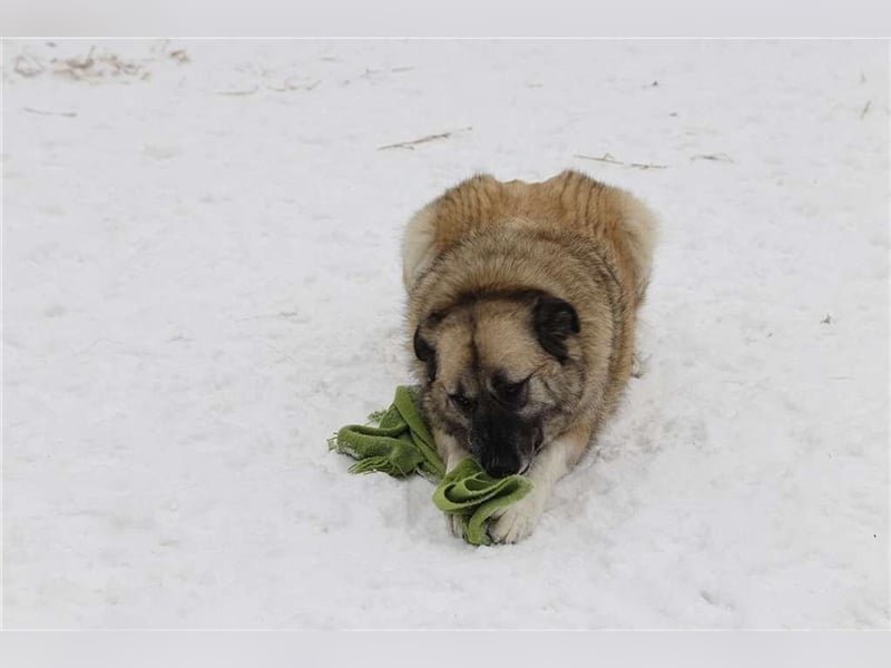 Kajsa - hat sich schon mal hübsch gemacht