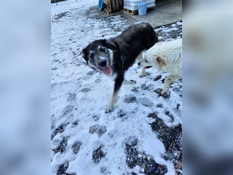 Holly sucht ein Zuhause