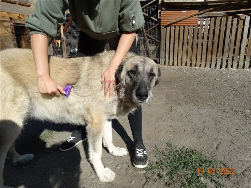 Kajsa - hat sich schon mal hübsch gemacht