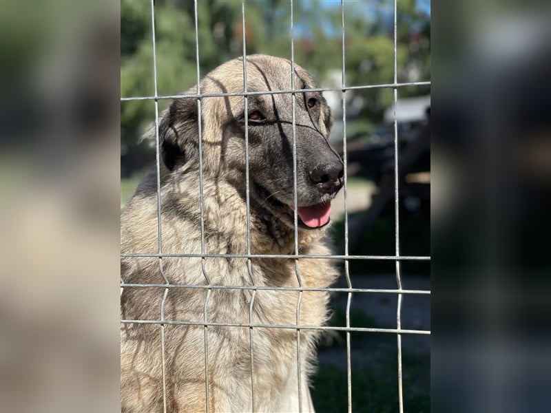 Kajsa - hat sich schon mal hübsch gemacht