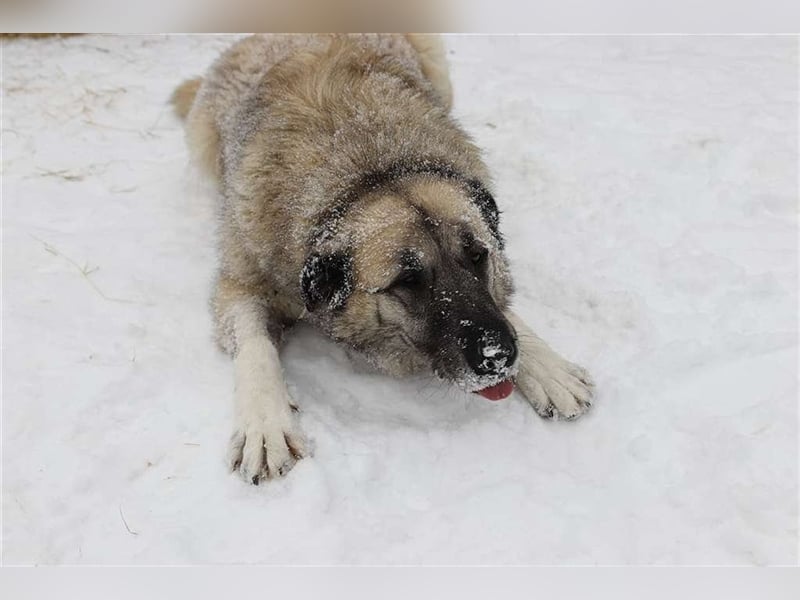 Kajsa - hat sich schon mal hübsch gemacht