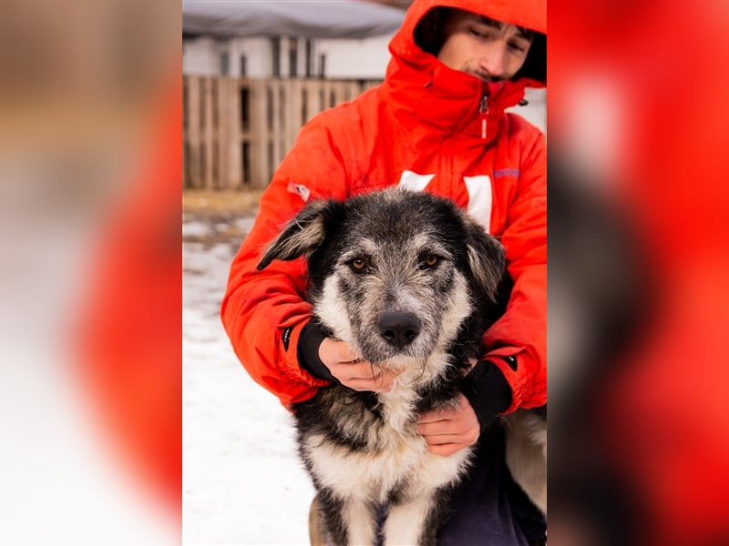 Holly sucht ein Zuhause