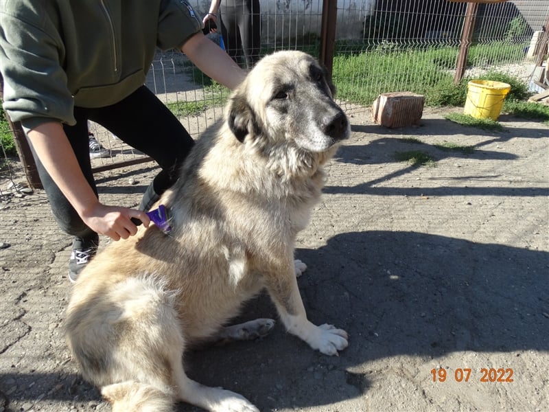 Kajsa - hat sich schon mal hübsch gemacht