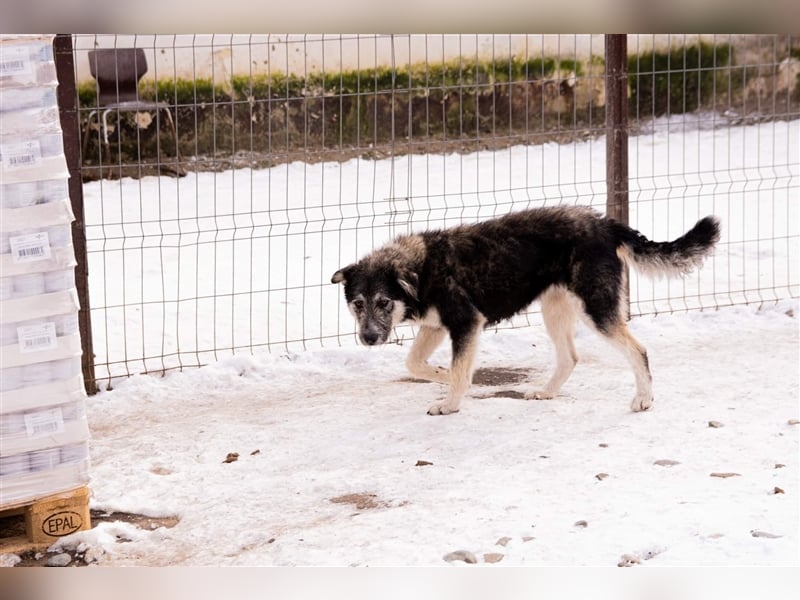 Holly sucht ein Zuhause