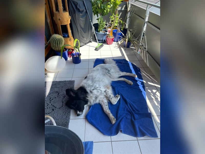 Lola - lebensfroh und verschmust