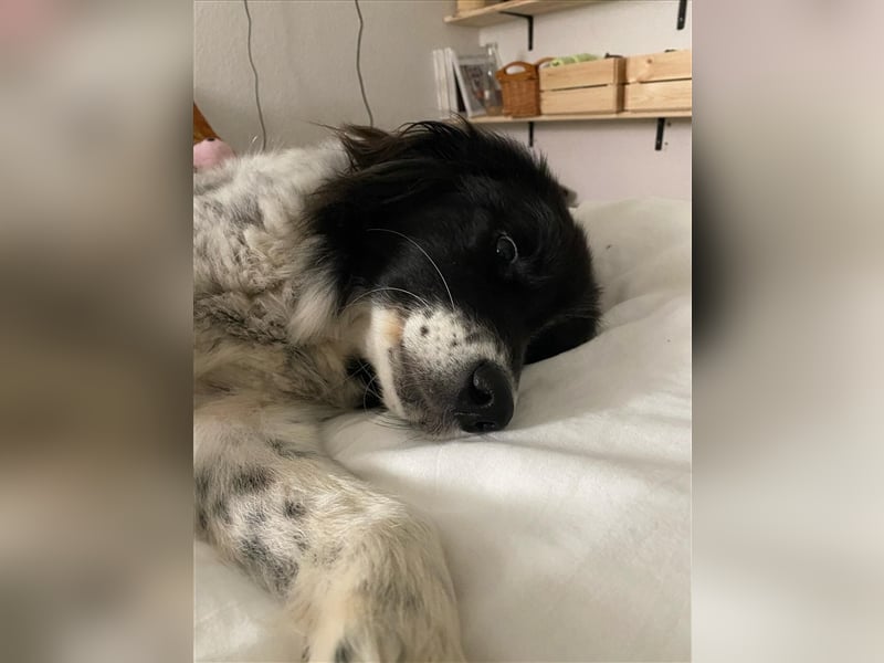 Lola - lebensfroh und verschmust