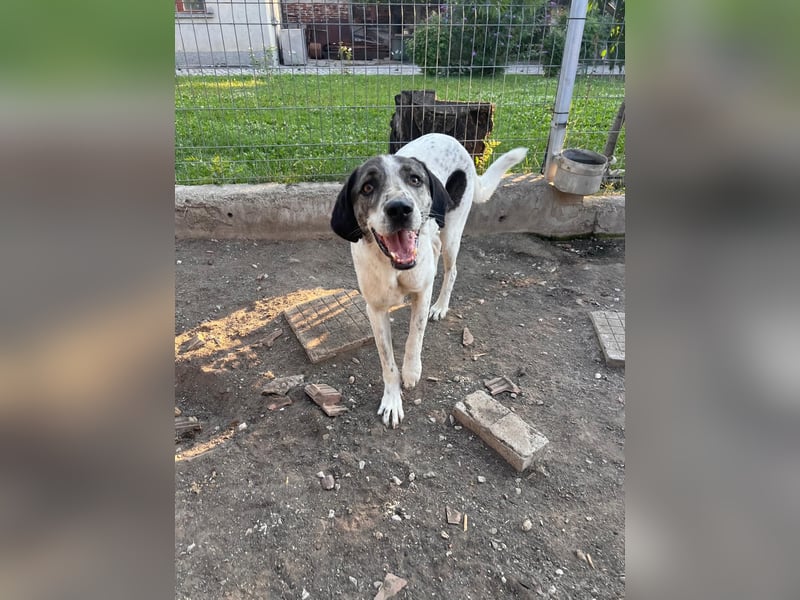 Lucky - ein sehr angenehmer Charakter