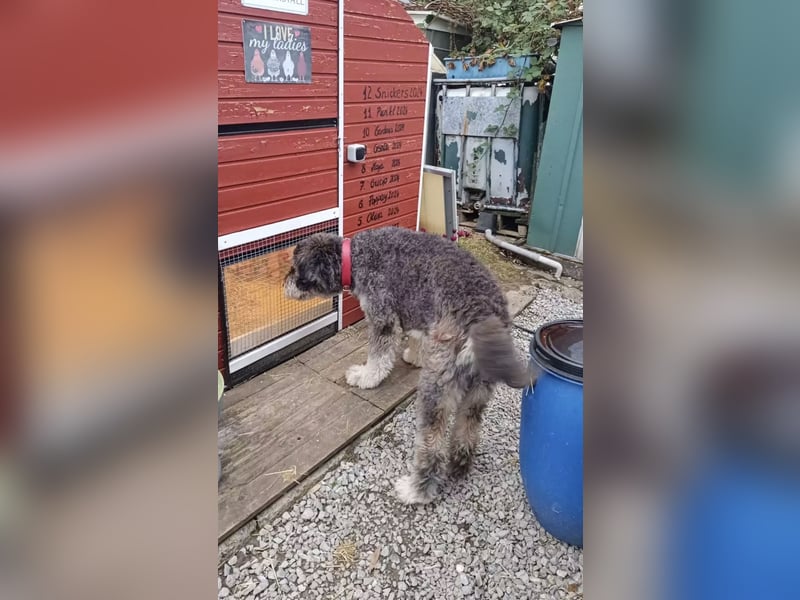 Treuer & anhänglicher URSU sucht ruhiges Zuhause