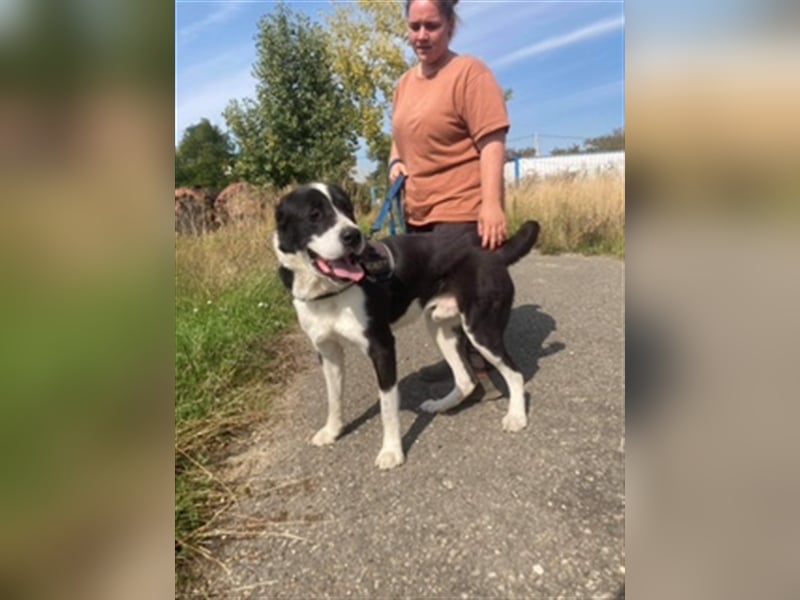 ZORRO 2 – UNSER „RIESENBABY“ SUCHT EIN LIEBEVOLLES ZUHAUSE