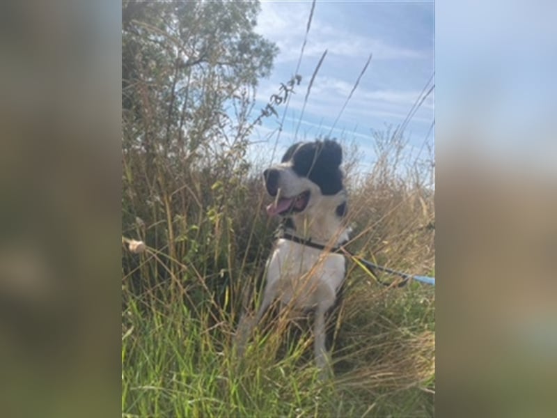 ZORRO 2 – UNSER „RIESENBABY“ SUCHT EIN LIEBEVOLLES ZUHAUSE